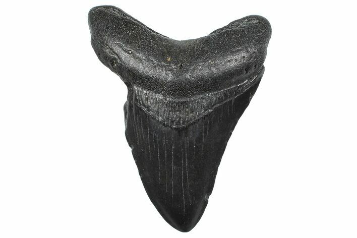 Fossil Megalodon Tooth - South Carolina #362499